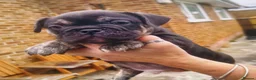 French Bulldog dogs for sale: French bulldog - Advert 2