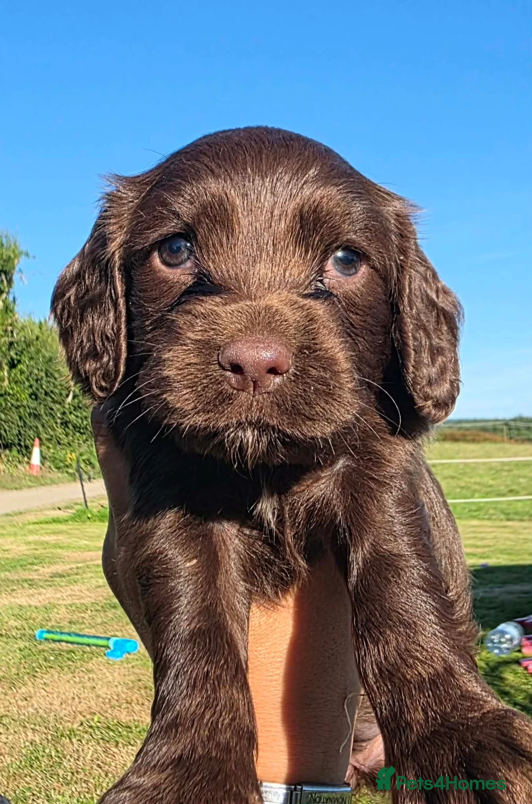 Cocker Spaniel dogs for sale: Beautiful cocker spaniel puppy’s  in Liskeard - Advert 17