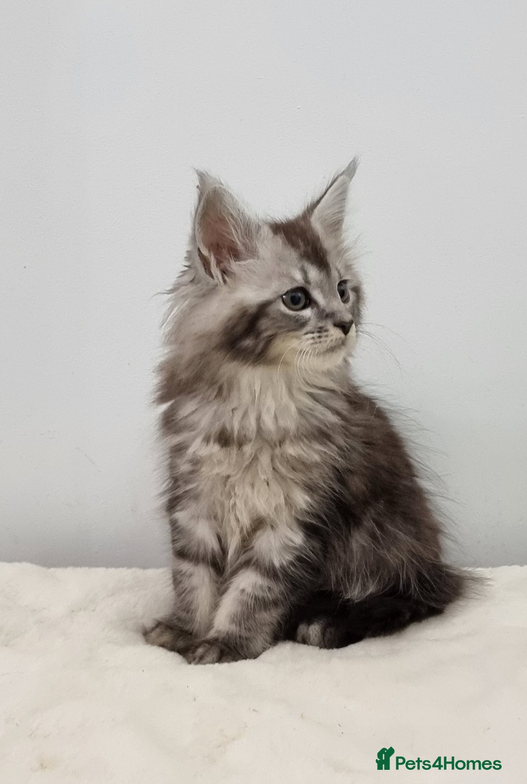Maine Coon cats for sale: Pedigree GCCF registered Maine Coon Kittens  - Advert 10