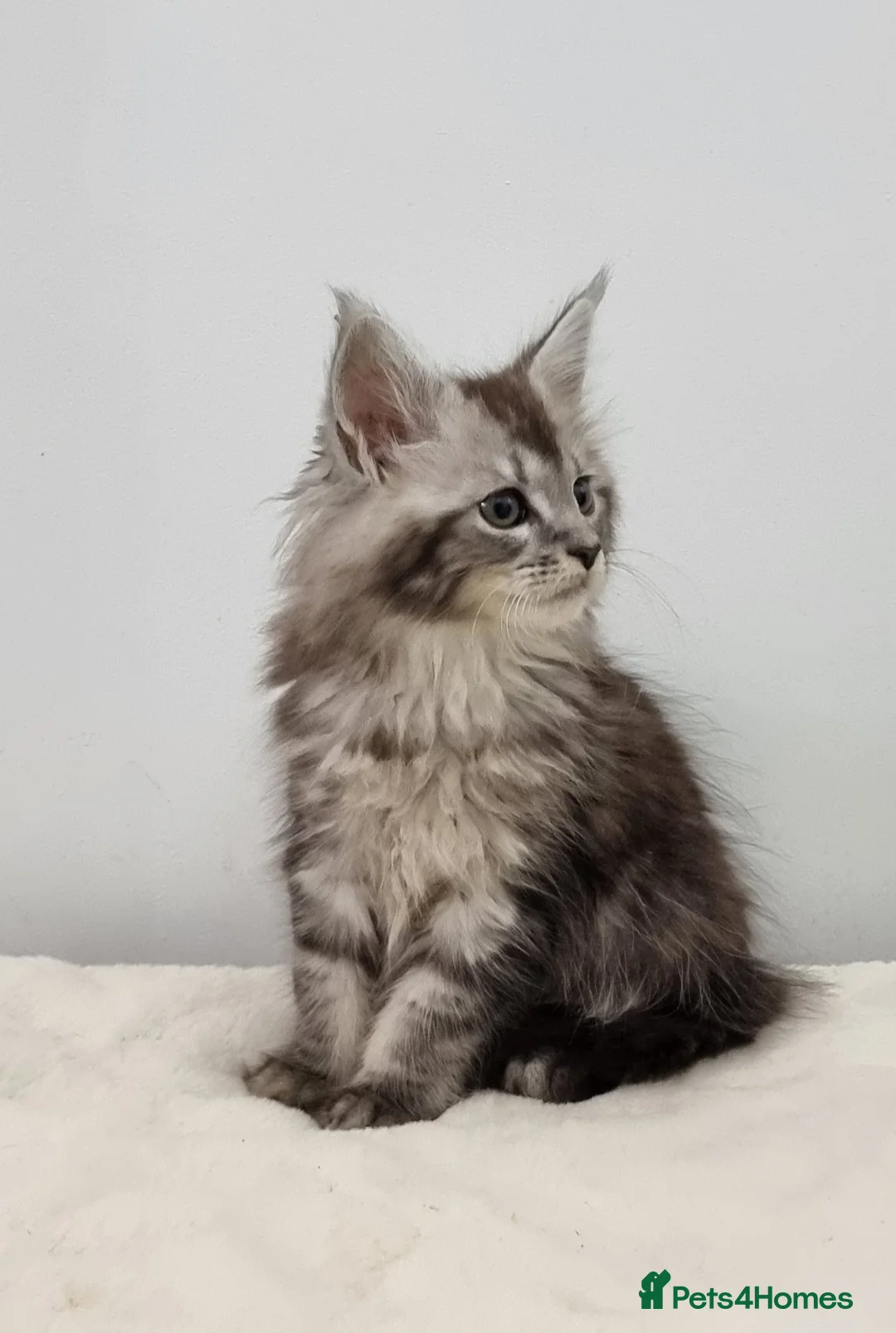 Maine Coon cats for sale: Pedigree GCCF registered Maine Coon Kittens  - Advert 10