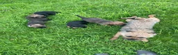 Border Terrier dogs for stud: Border terrier for stud  - Advert 3