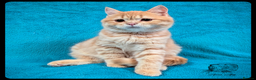 Scottish Fold cats for sale: TICA Registered Scottish kittens - Advert 34