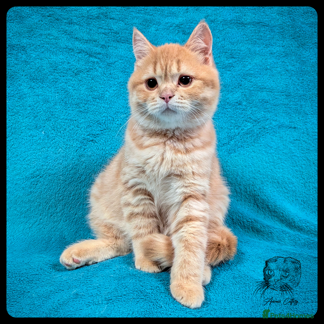 Scottish Fold cats for sale: TICA Registered Scottish kittens - Advert 34