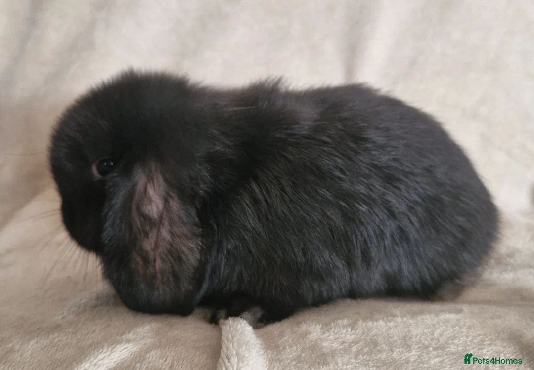 Mini Lop rabbits for sale: 🩵 Mini Lop Boy 🩵 - Advert 3