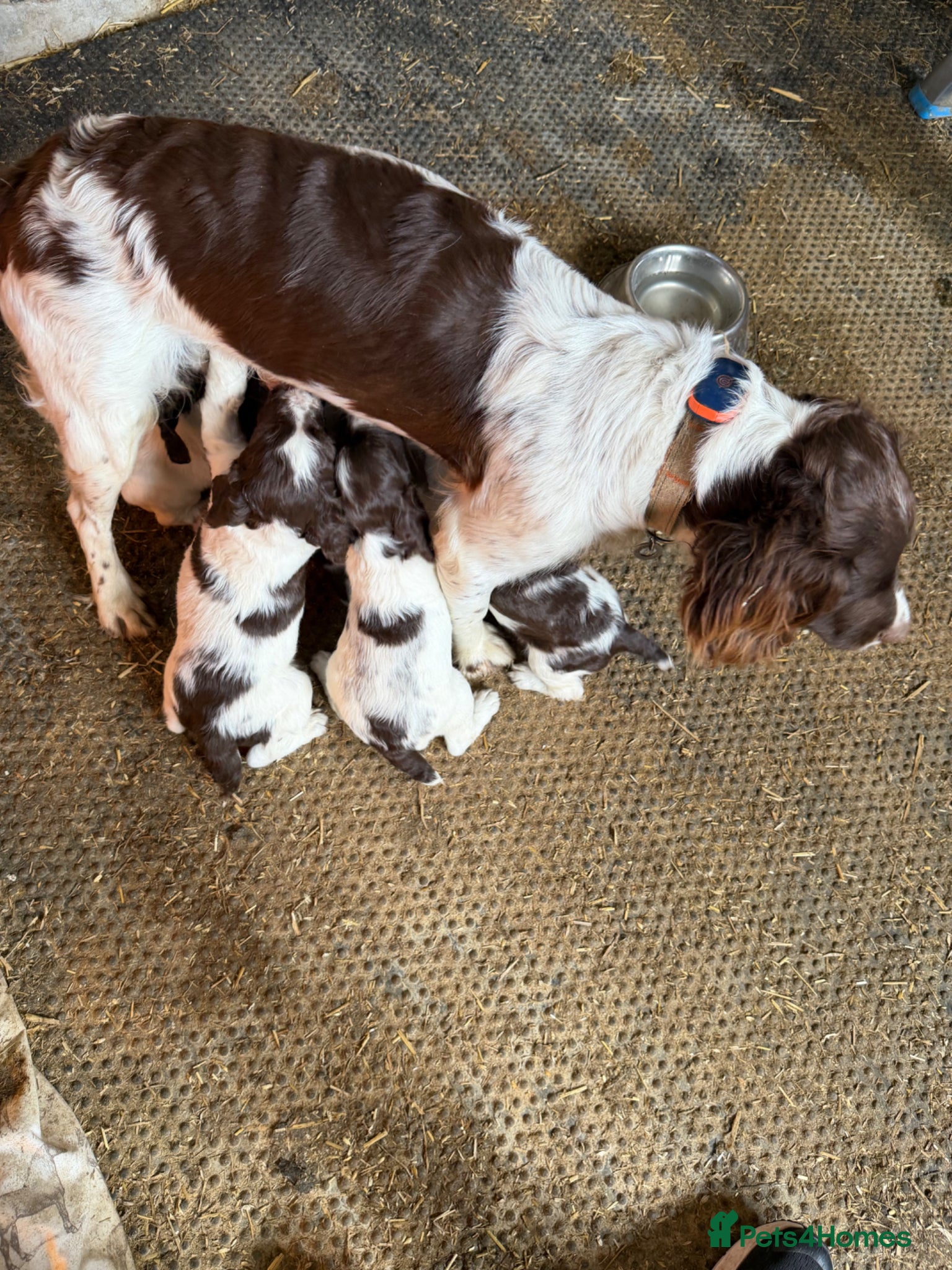 English Springer Spaniel dogs English Springer Spaniel Puppies (Working parents) - Advert 2