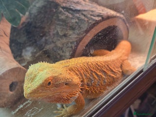 Bearded Dragon reptiles - Advert 9