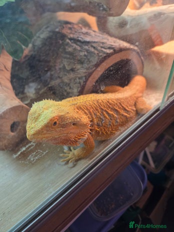 Bearded Dragon reptiles - Advert 2