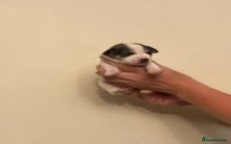 Jack Russell dogs for sale: Jack Russel puppies for sale  - Image 3