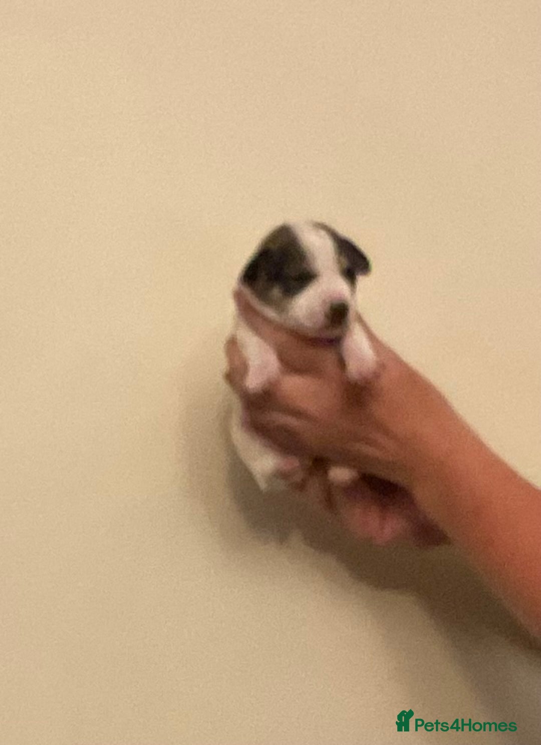 Jack Russell dogs for sale: Jack Russel puppies for sale  - Image 3