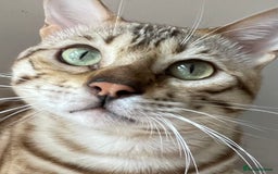 Bengal cats for sale: Beautiful Bengal boy - Image 18
