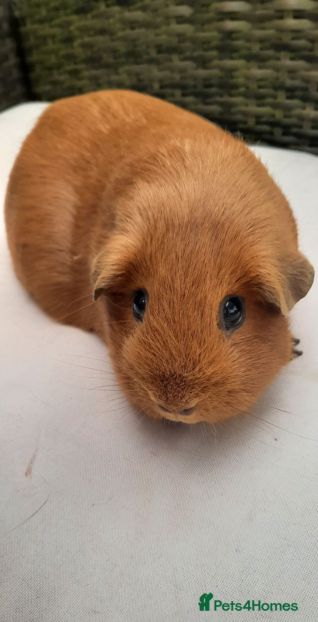Guinea Pig rodents Guinea pig females - Advert 1