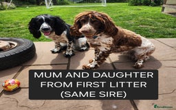 English Springer Spaniel dogs for sale: KC Registered ESS Pups *WELL MARKED* - Image 14