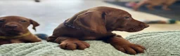 Hungarian Vizsla dogs for sale: Gorgeous Hungarian Vizsla puppies  - Advert 10