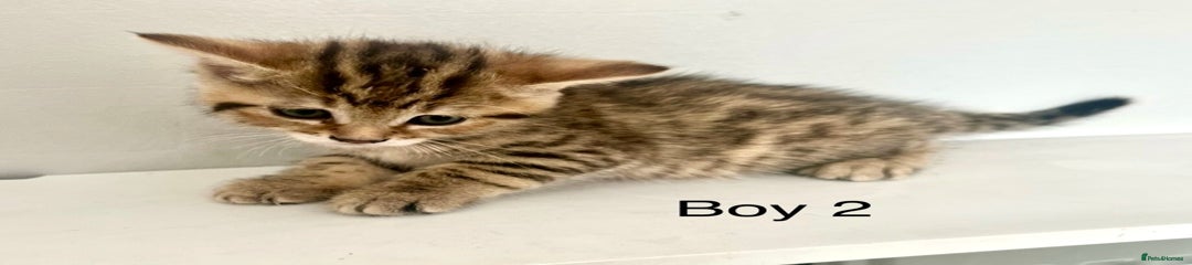 Bengal boy 2