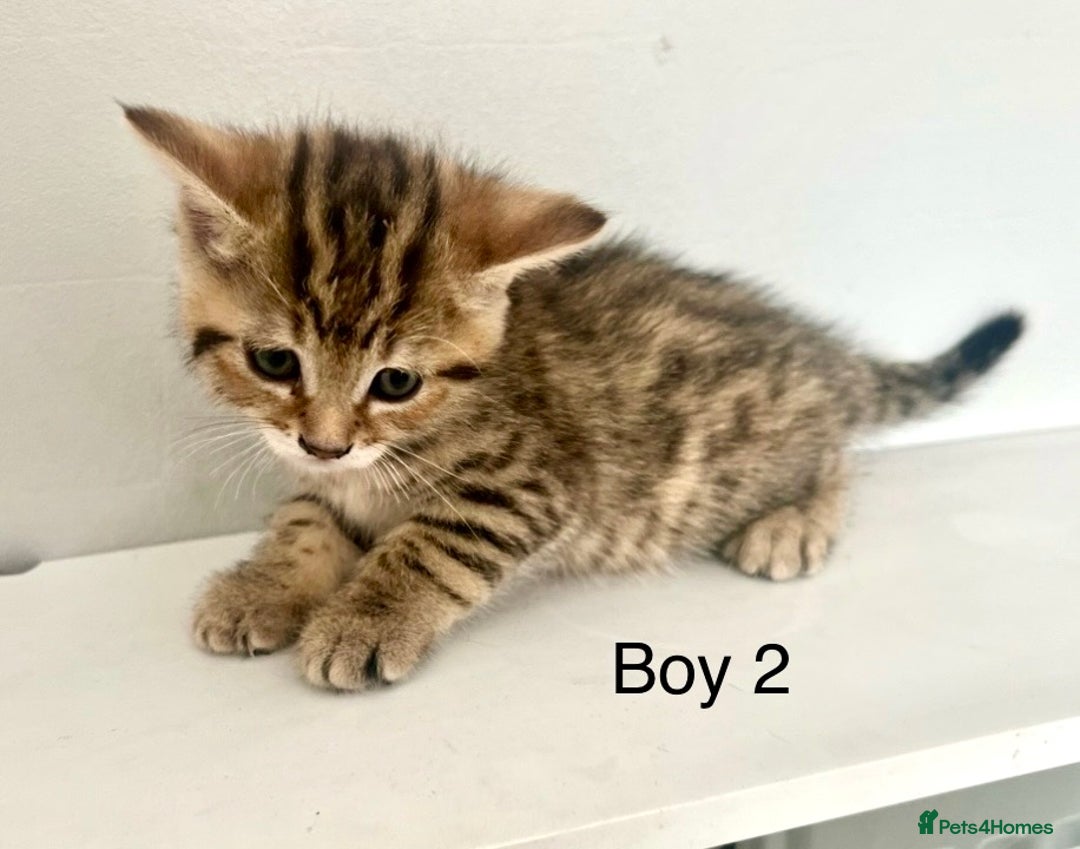 Bengal cats for sale: Gorgeous Bengal kittens ready on go 26th September - Image 16