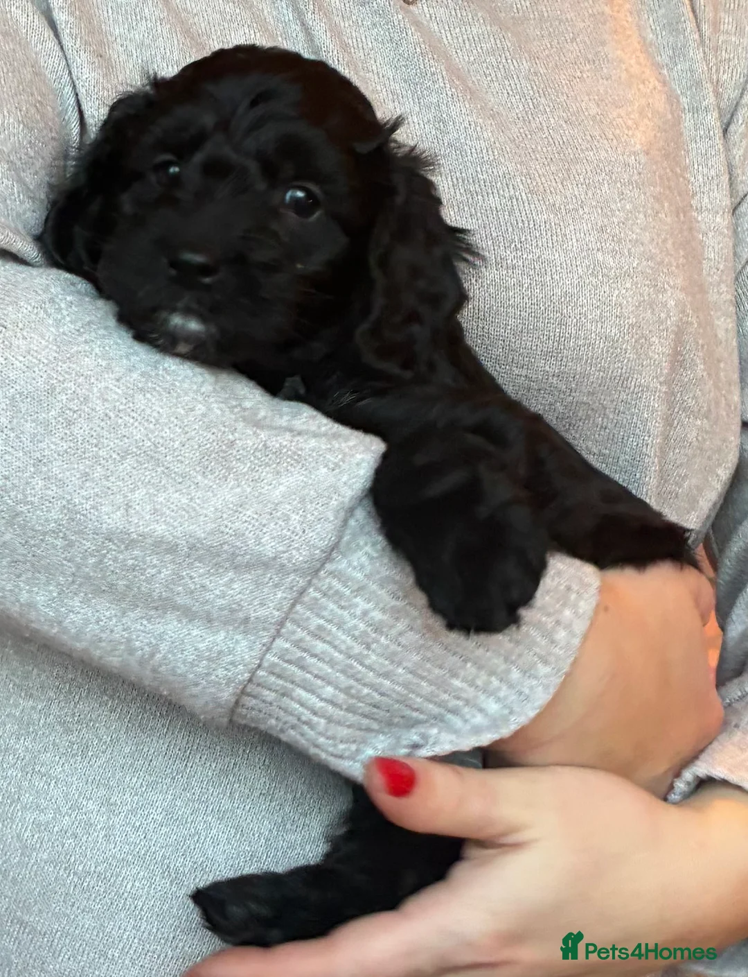 Cockapoo dogs for sale: Cockerpoo puppies  - Advert 5