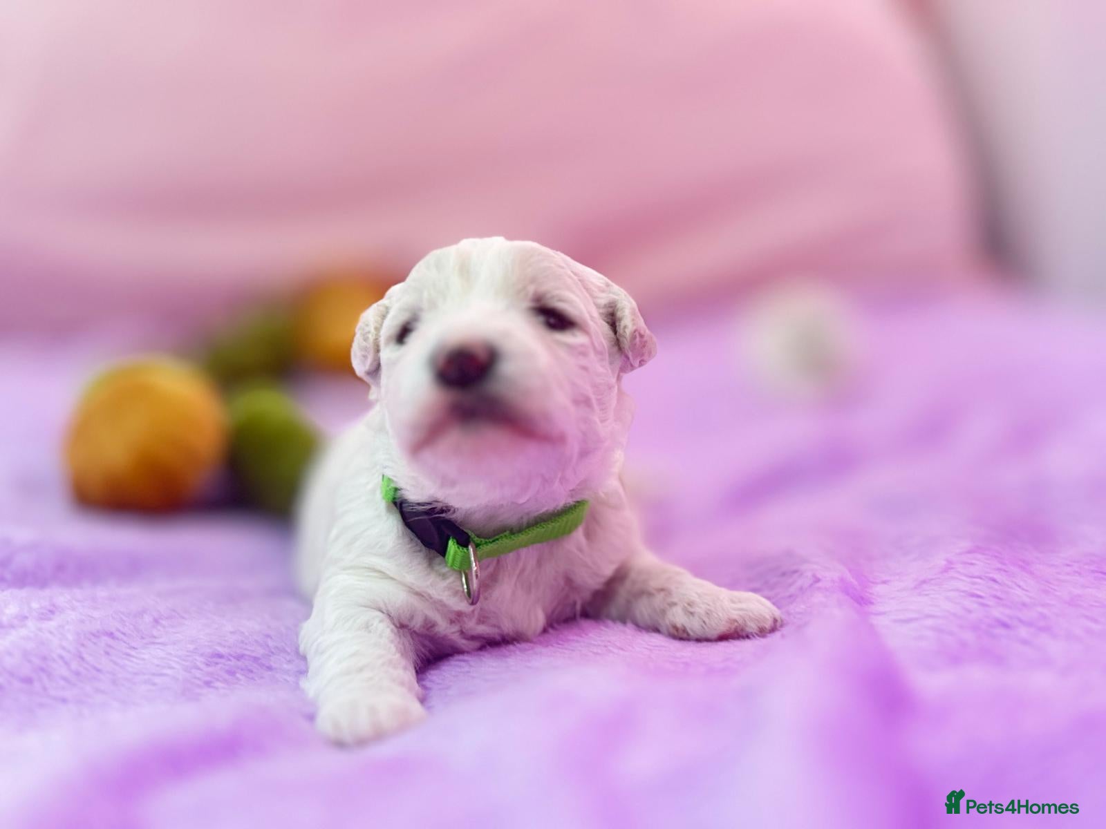 Bichon Frise dogs for sale:  💗KC BICHON FRISÉ PUPPIES – CHAMPION BLOODLINES💗 - Advert 1