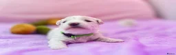 Bichon Frise dogs for sale:  💗KC BICHON FRISE PUPPIES – CHAMPION BLOODLINES💗 - Advert 1