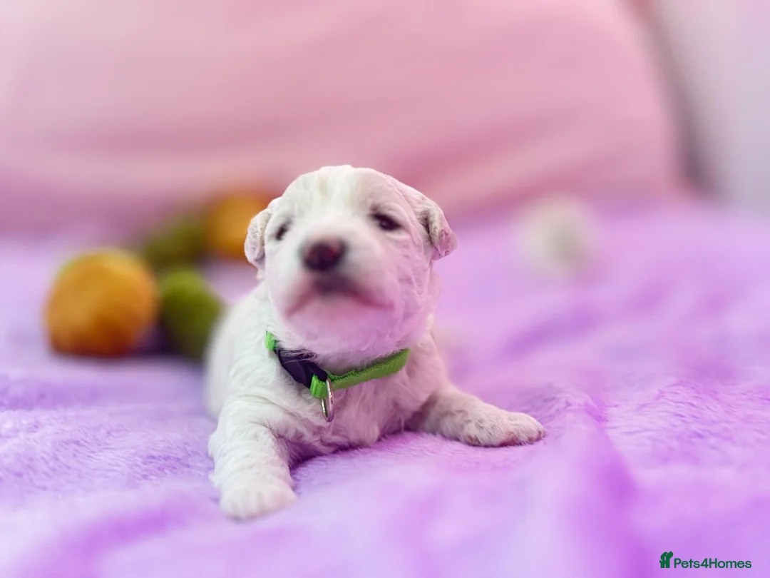Bichon Frise dogs for sale:  💗KC BICHON FRISE PUPPIES – CHAMPION BLOODLINES💗 - Advert 1