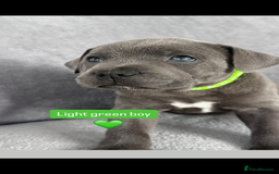 Staffordshire Bull Terrier dogs for sale: Blue Staffordshire bull terrier  - Image 4
