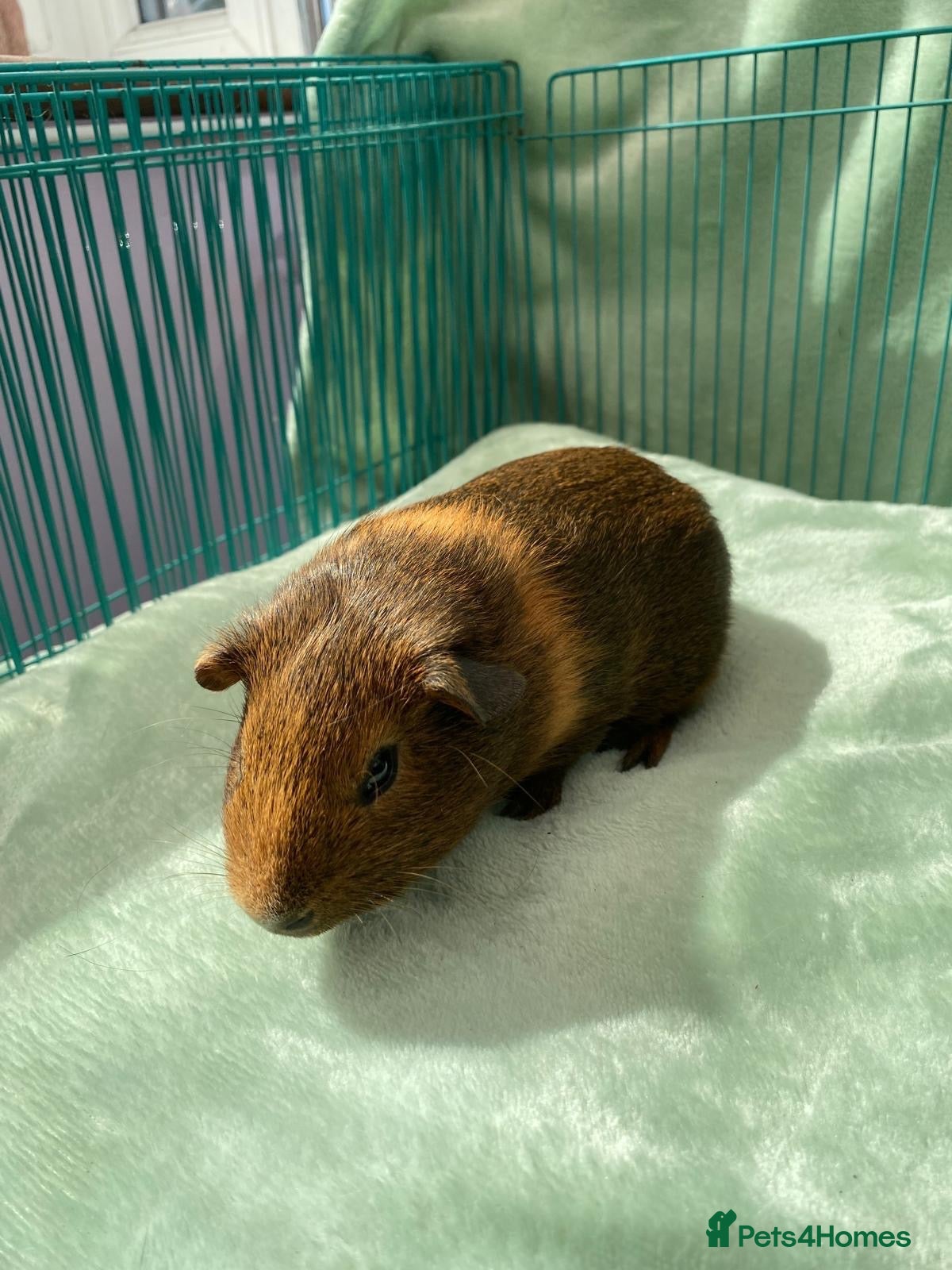 Guinea Pig rodents  Guinea pig pups for sale in Peterborough - Advert 2