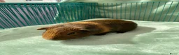 Guinea Pig rodents for sale:  Guinea pig pups for sale in Peterborough in Peterborough - Advert 2