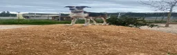 Mixed Breed dogs for adoption: 🐶Rex the perfect pack companion 😍  - Advert 25
