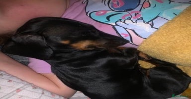 Miniature Dachshund dogs - Advert 16