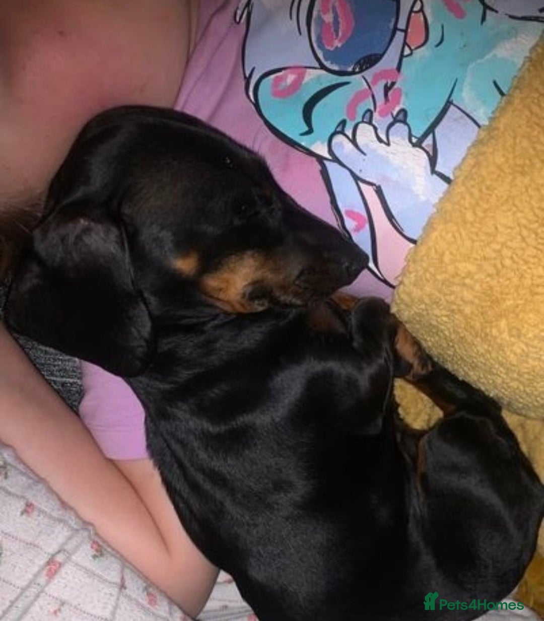 Miniature Dachshund dogs for sale: 🌸 Beautiful Black & Tan Miniature Dachshund 🌸 - Image 2