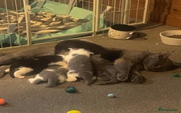 British Shorthair cats for sale: 5 kittens mixed litter 9 weeks old, ready now!  - Image 19