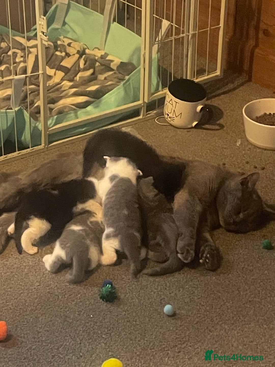 British Shorthair cats for sale: 5 kittens mixed litter 9 weeks old, ready now!  - Image 19