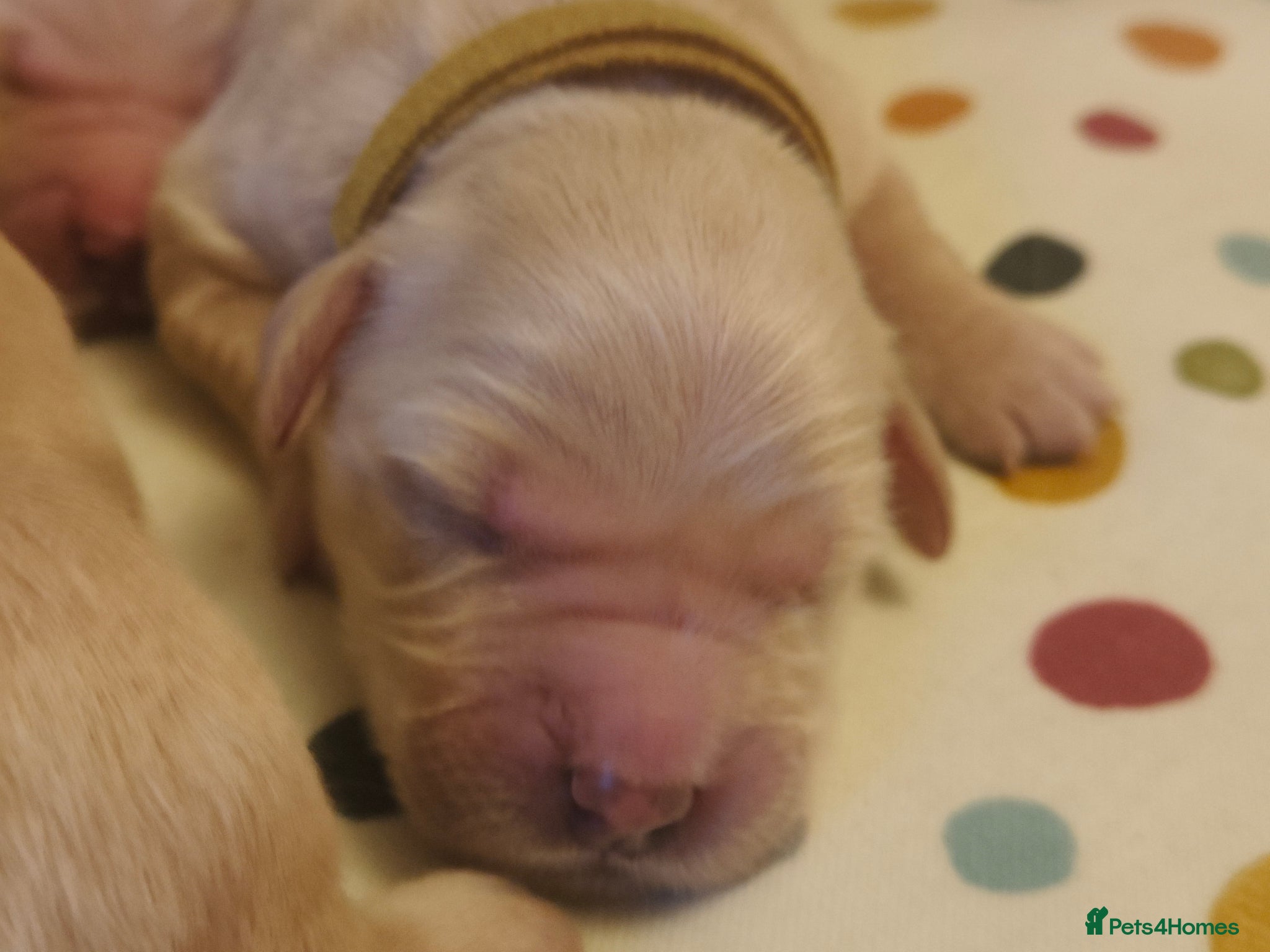Golden Retriever dogs for sale: KC Registered 0/0 score Puppies 3 Females 2 Males - Advert 12