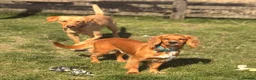Cocker Spaniel dogs for adoption: Kairo the Gorgeous Goofy Golden Boy - Advert 22