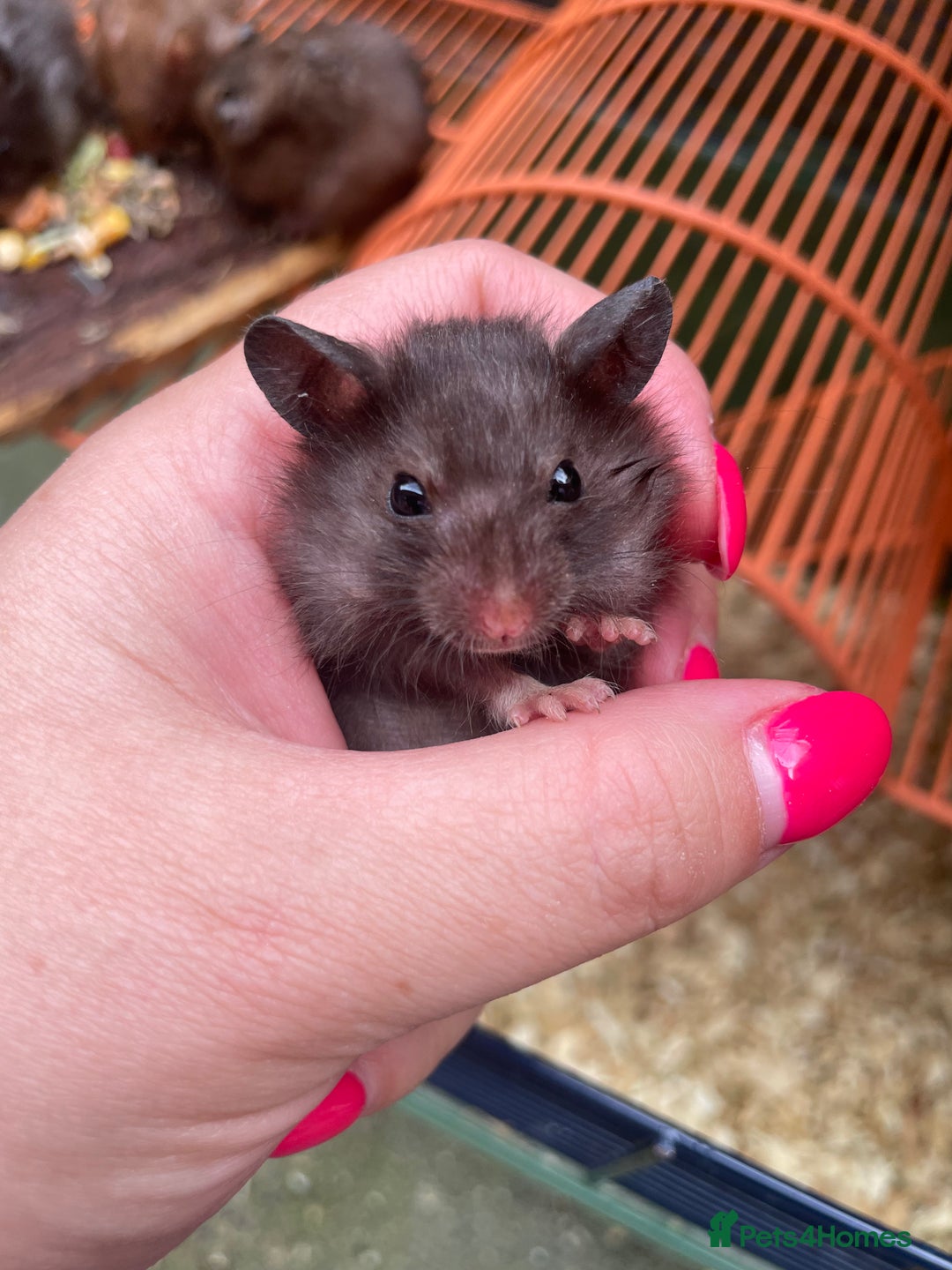Hamster rodents for sale: Baby hamsters for sale  - Image 20