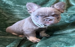 French Bulldog dogs for sale: Fluffy French bull dogs  - Image 14