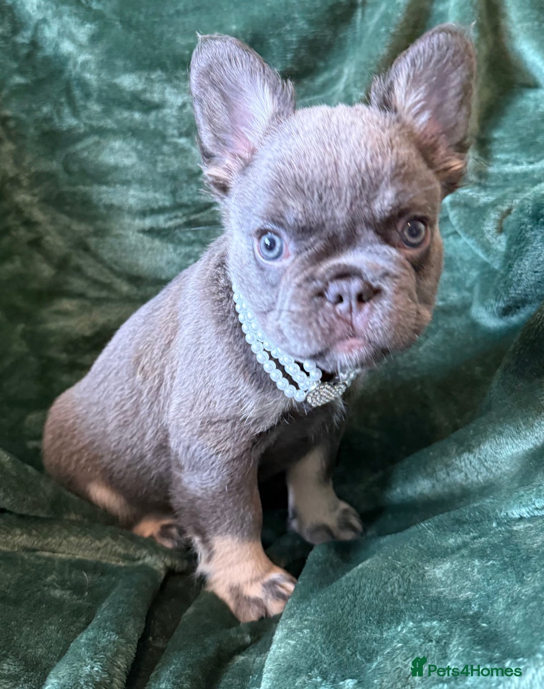 French Bulldog dogs for sale: Fluffy French bull dogs  - Image 14