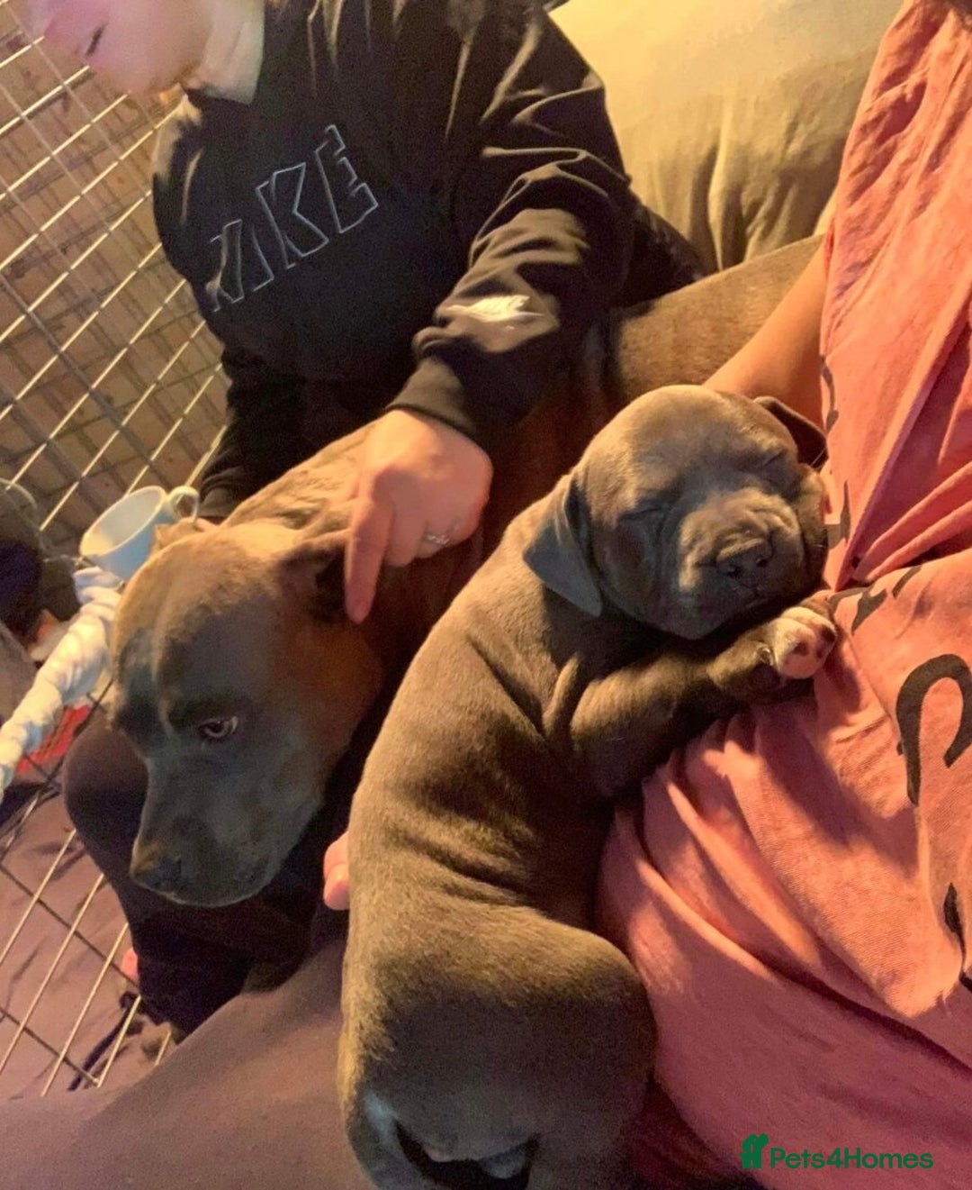 Staffordshire Bull Terrier dogs for sale: ❤️ Staffordshire beautiful puppies ❤️ - Advert 2