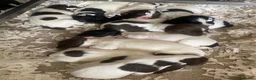 English Springer Spaniel dogs for sale: IR FTCH Sired springer spaniel puppies  in Swaffham - Advert 3