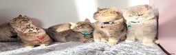 British Shorthair cats for sale: Gorgeous British Shorthair Kittens - Advert 13