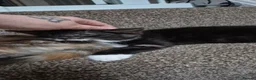 Mixed Breed cats for sale: Male black & White READY  - Advert 3