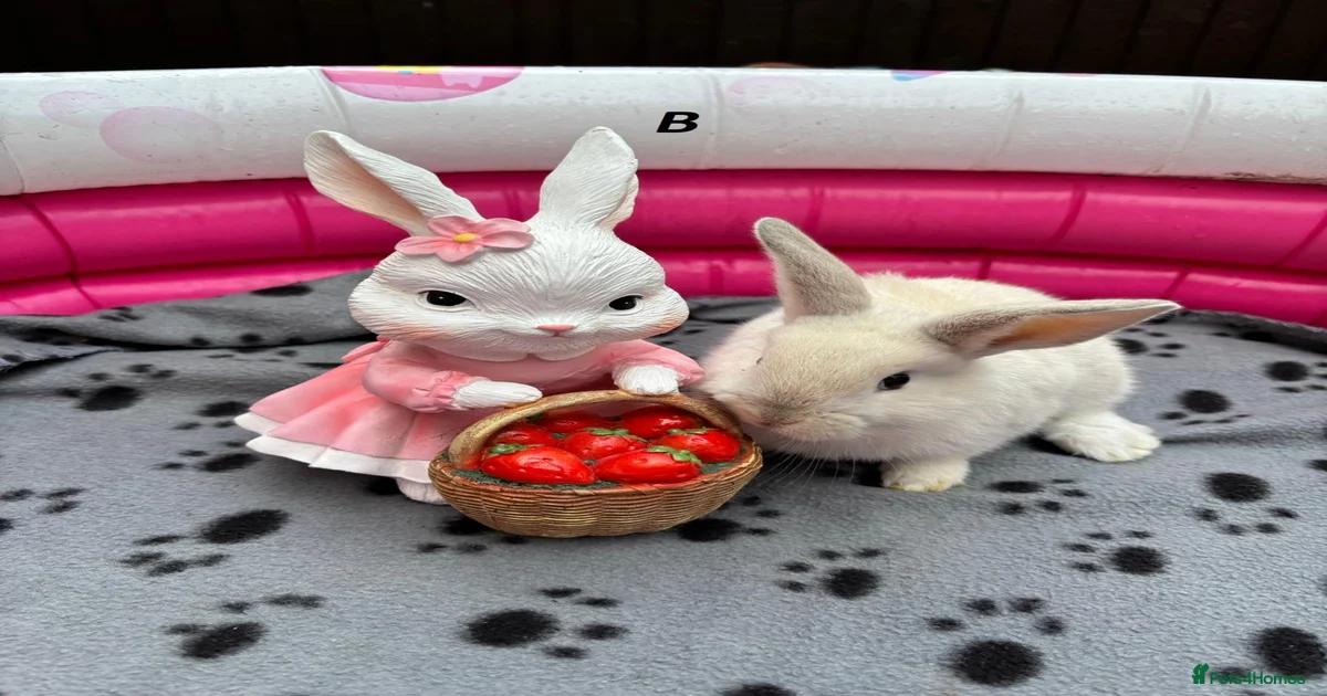 Baby bunnies Mini Lop Rabbits for Sale for sale | Pets4Homes