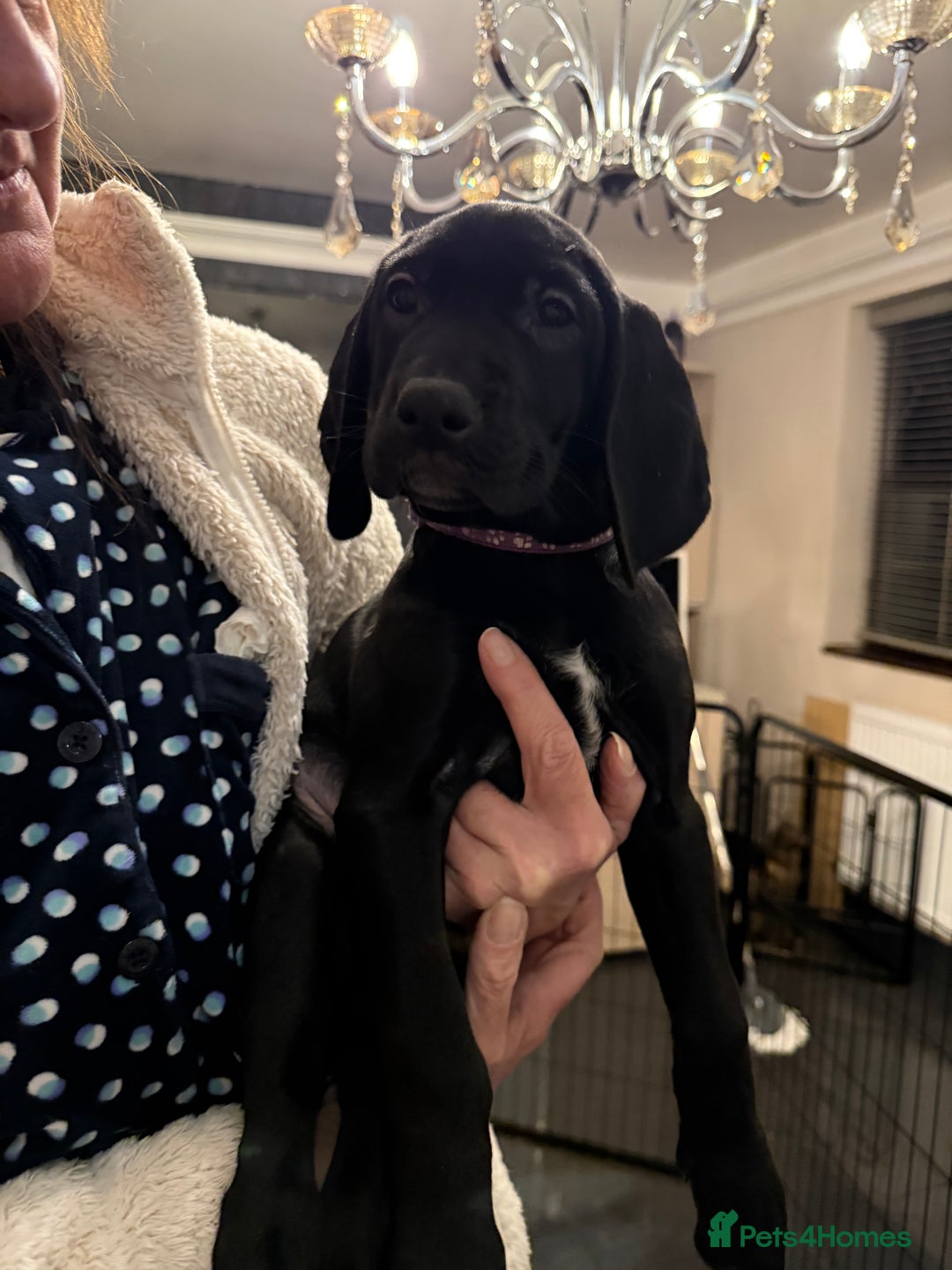 Mixed Breed dogs for sale: Well reared Quality puppies - Advert 11