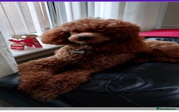 Chipoo dogs for sale: Poodle x Chihuahua  - Image 6