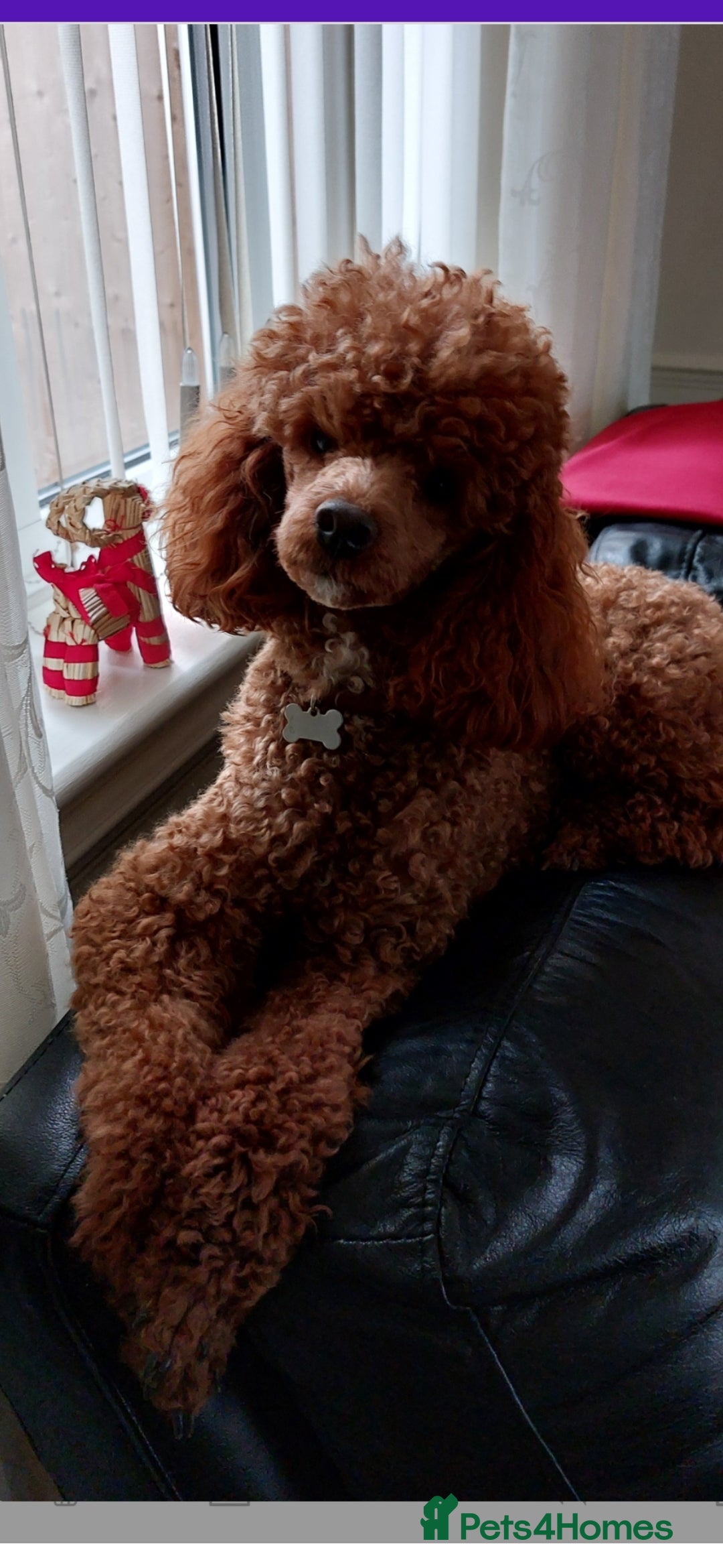 Chipoo dogs for sale: Poodle x Chihuahua  - Image 6