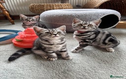 British Shorthair cats for sale: ❤️❤️ GORGEOUS SILVER TABBY BSH GCCF ❤️❤️ - Image 3