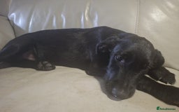 Mixed Breed dogs for sale: Puppies ready for their forever homes   in Grimsby - Image 8
