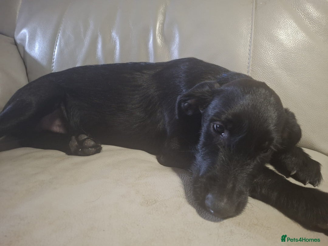 Mixed Breed dogs for sale: Puppies ready for their forever homes   in Grimsby - Image 8