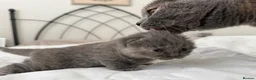 British Shorthair cats for sale: PKD+ALPS Tested, GCCF Registered, Loving Kittens - Advert 19