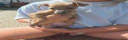Italian Greyhound dogs for sale: Beautiful Italian-greyhound puppies - Advert 3