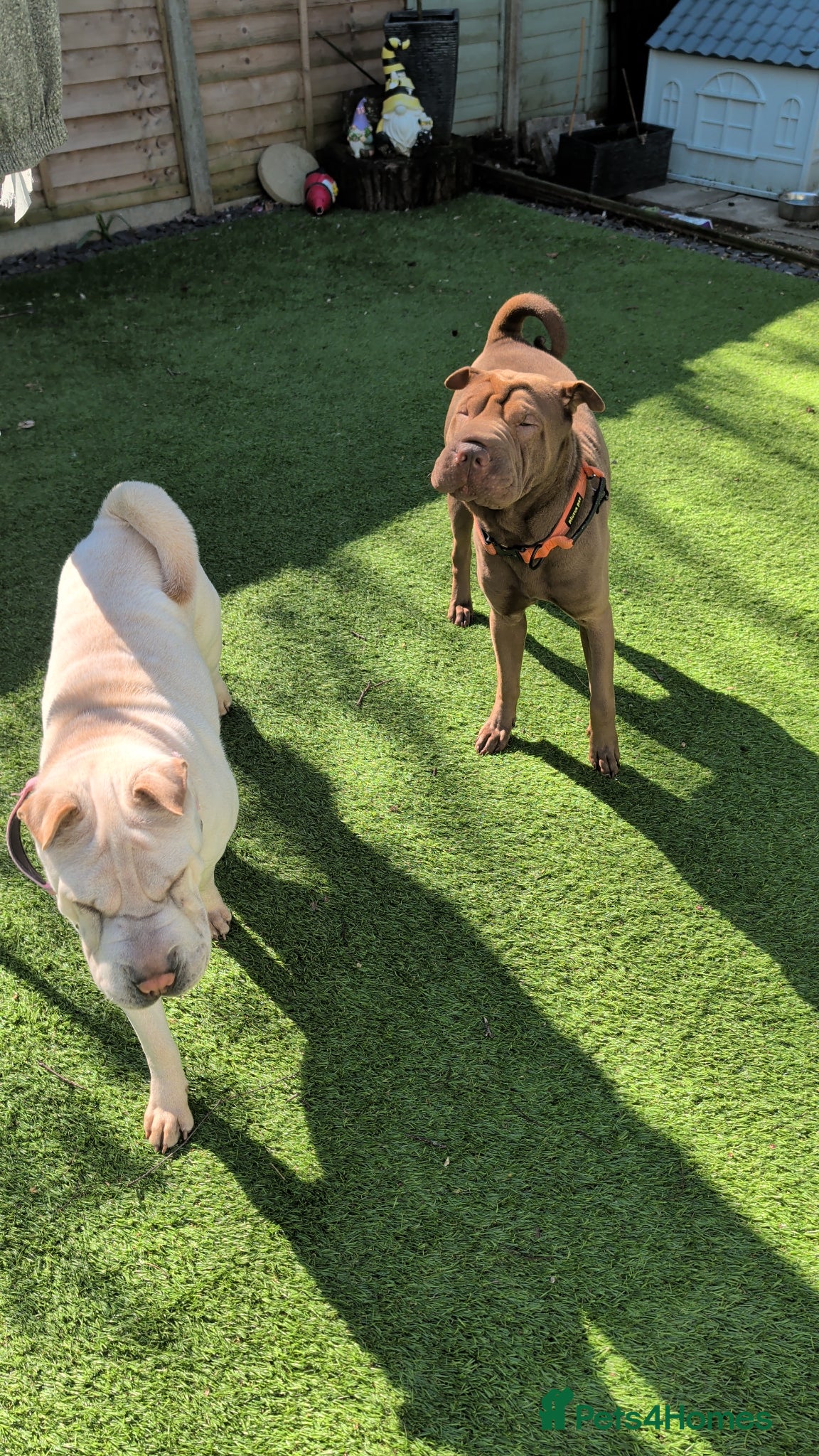 Shar Pei dogs 1 male and 1 female Shar pei dog to be rehomed - Advert 1